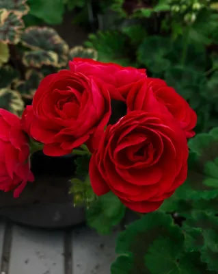 Пеларгония розита фото