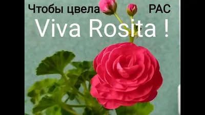 Мои советы, чтобы ускорить цветение PAC Viva Rosita! Первое цветение  .Лучшие сортовые пеларгонии. - YouTube