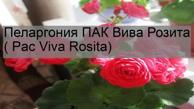 Пеларгония ПАК Вива Розита ( Pac Viva Rosita) - YouTube