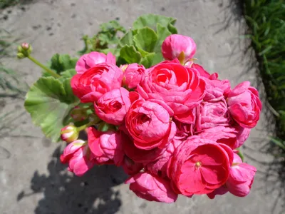 Pin on My pelargonium (geranium)