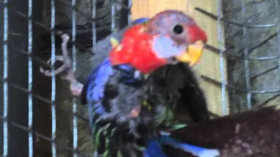 Попугай розелла: фото, уход и содержание в домашних условиях