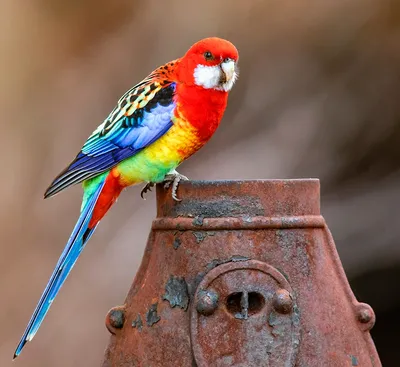Сапфировый попугай (47 лучших фото)