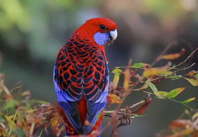 Красная розелла попугай - картинки и фото poknok.art