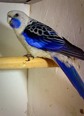 Попугай Розелла пенантовая - синяя мутация, цена 3000 грн — Prom.ua (ID#8036210)