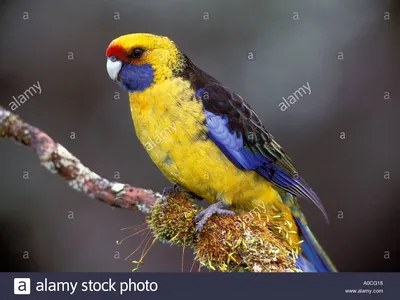 Воротничковый попугай - 44 фото