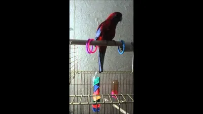 Розелла пенантовая 🦜 Фото, видео, описание попугая | Pet7