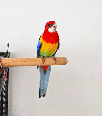 Попугай - радуга