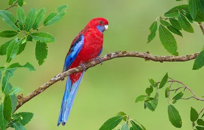Wallpaper bright, bird, branch, parrot images for desktop, section животные  - download