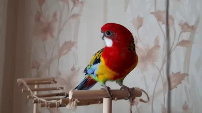 Попугай розелла и его содержание дома: чем кормить, как размещать