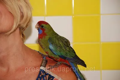 Попугай пенантовая розелла или красная розелла птенцы выкормыши, цена 2800 грн — Prom.ua (ID#1092175422)