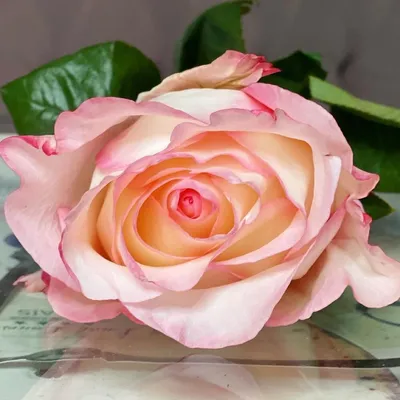 Роза Булевард, Цветы и подарки в Москве, купить по цене 250 руб, Поштучно в  Мир цветов на Феодосийской с доставкой | Flowwow