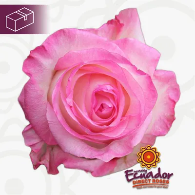 Boulevard - Fresh-Cut Roses - Ecuador Direct Roses