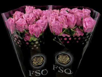 Rose Ecuador Scandall | Rose Ecuador | Rose Ecuador | Roser | Blomster |  All products | Holex Flower