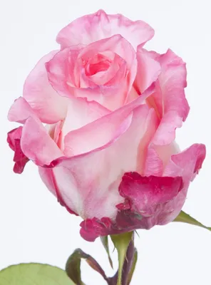 Rose 'Boulevard' | Wedding flower types, Pink flowers, Wholesale flowers