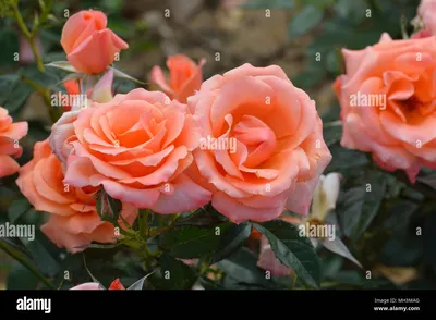 ACAPELLA розовая/сиреневая роза из Эквадора