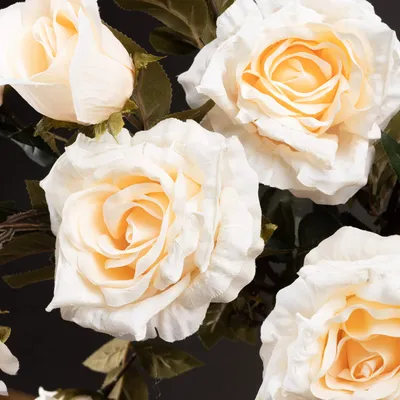 Роза Эквадор Рослин | Роза Эквадор | Роза Эквадор | Розер | Бломстер | Все продукты | Холекс Цветок