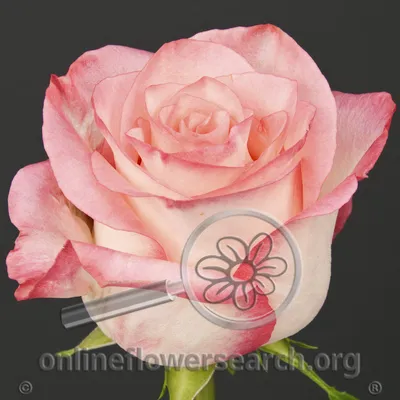 Rose Boulevard@ - Online Flower Search