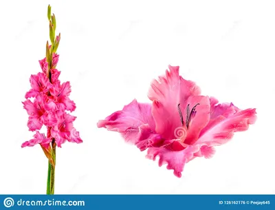 Зацветая розовый гладиолус стоковое фото. изображение насчитывающей  промахов - 126162176
