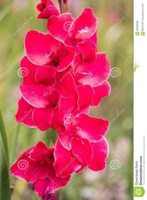 Gladiole на поле, розовые гладиолусы для выбирать Стоковое Изображение -  изображение насчитывающей бобра, пук: 99563069