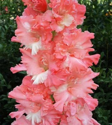 Гладиолус Розовый Фламинго — BlossomDay