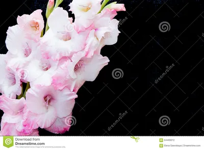 Розовые гладиолусы - Цветочный клипарт - Цветы
