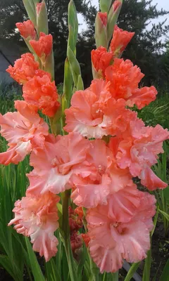 Гладиолусы розовые - Гладиолусы из сада Терновой