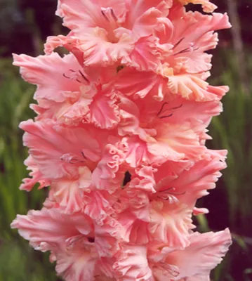Гладиолус Розовое Гофре — BlossomDay