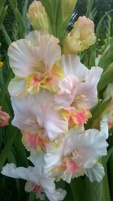 Фотография белая Розовый Цветы гладиолус вблизи
