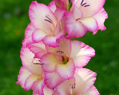 красиво цветущие розовые гладиолусы Стоковое Изображение - изображение  насчитывающей радужка, бутика: 213281793