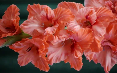 Купить Гладиолус Розовое кружево набор — от НПО Сады Росcии с доставкой