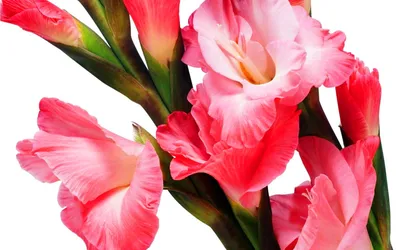 Фотографии розовые Цветы Гладиолусы
