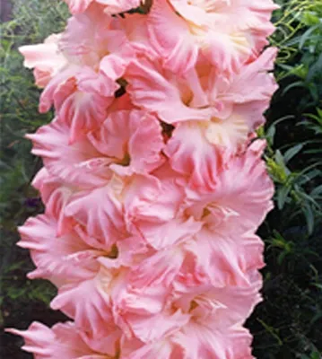 Розовые гладиолусы фото
