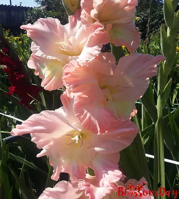 Гладиолус Розовый Рай — BlossomDay