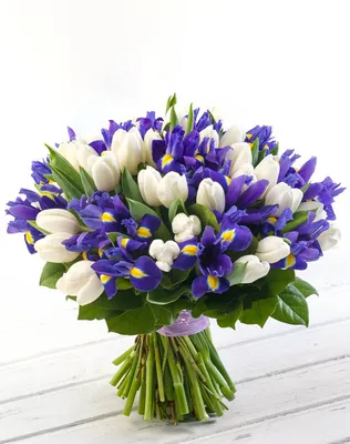 Букет из 24 белых тюльпанов и 25 синих ирисов купить в Твери по цене 4880  рублей | Камелия
