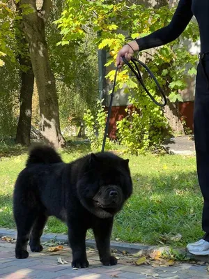 Пропонується на вязку собака породи Чау-чау (Смуф): 5 000 грн. - Вязка  Тернополь на Olx