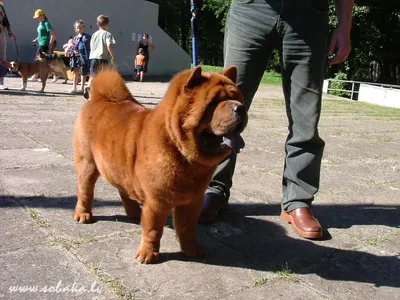 Чау-чау короткошерстный, гладкошерстный или смуф: описание породы собак с  фото
