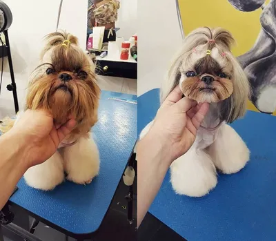 Pin by Mariana Sequeira on Asian Style Grooming | Dog grooming shih tzu,  Dog grooming, Dog grooming styles