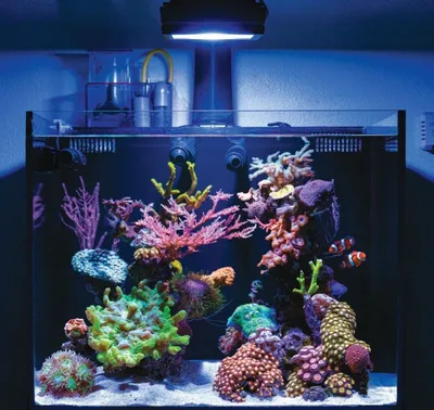 MosCorals - Морской нано аквариум 60 литров.