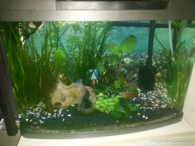 Мой маленький аквариум \"Кусочек подводного мира\" на 60 литров (Zlatka)