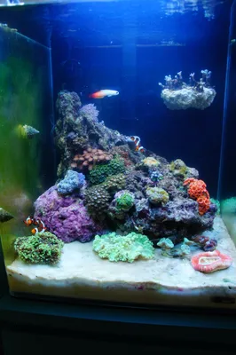60 литров Dennerle - Мой маленький морской аквариум - Морской аквариум.  Форумы ReefCentral.ru