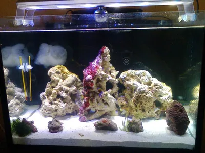 морской аквариум 60 литров(с рюкзаком фзн3) - Мой маленький морской аквариум  (менее 100 л) - МОРСКОЙ АКВАРИУМ - форум Аква Лого