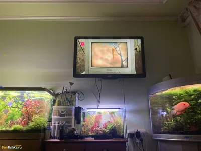 Размещение аквариума в квартире - Проблемы возникшие при запуске и  обустройстве аквариума - Форум FanFishka.ru