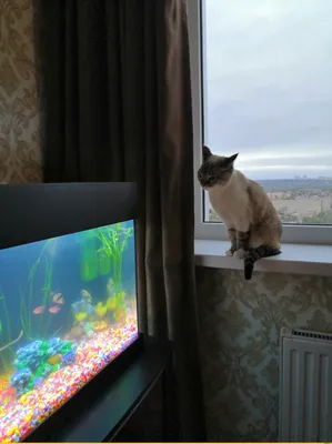 Знакомство / тайская кошка :: аквариум :: рыбки :: реактор :: животные  реактора :: Ига :: котэ (прикольные картинки с кошками) / смешные картинки  и другие приколы: комиксы, гиф анимация, видео, лучший интеллектуальный  юмор.