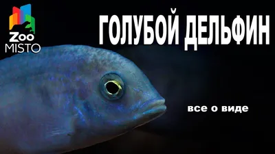 Голубой Дельфин - Все о виде рыбок | Рыбка вида - Голубой Дельфин - YouTube