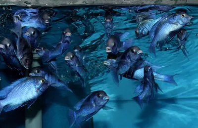 Рыбка Голубой Дельфин: [описание, фото, совместимость и содержание в  аквариуме]