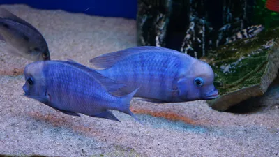 Голубой дельфин - Оптовый Аквамагазин
