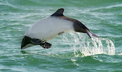 Акара дельфин