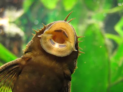 Сом прилипала: содержание рыбы присоски в аквариуме, фото, как  размножаются, кормление