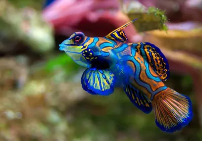 Самые красивые рыбы