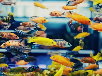 Популярные аквариумные рыбки: названия, фото-видео обзор